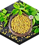 fenugreek